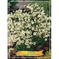 Saxifraga arendsii PIXIE WHITE