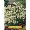 Saxifraga arendsii PIXIE WHITE