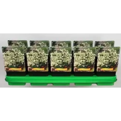 Uolaskėlė - Saxifraga arendsii PIXIE WHITE