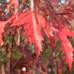 Amur maple - Acer ginnala