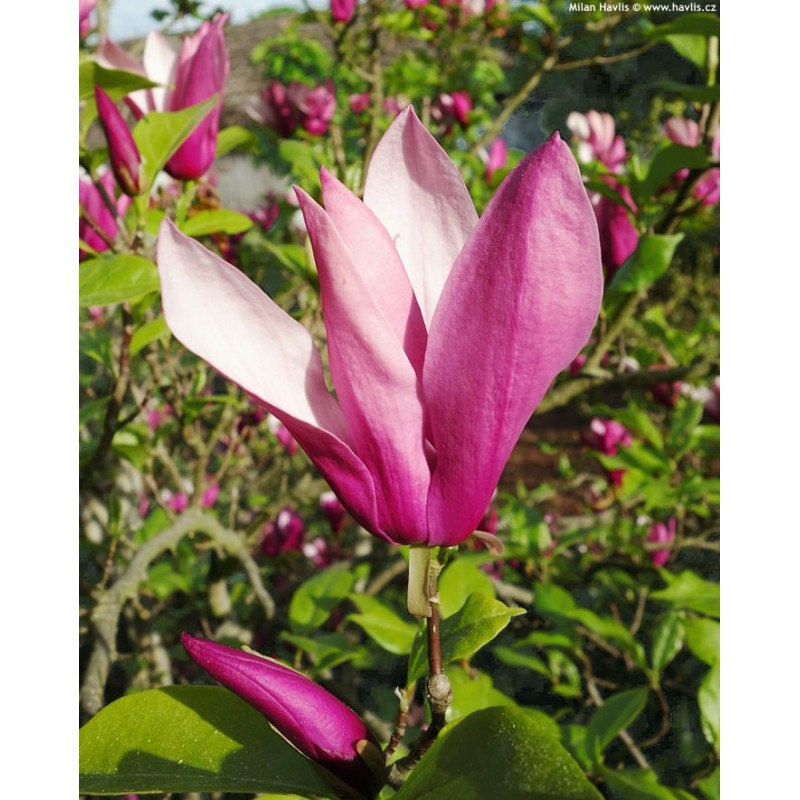 Lelijažiedė magnolija - Magnolia liliiflora NIGRA