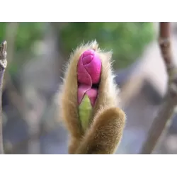 Lelijažiedė magnolija - Magnolia liliiflora NIGRA