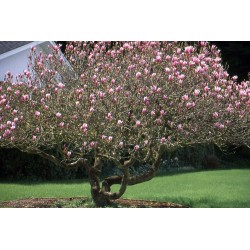 Lelijažiedė magnolija - Magnolia liliiflora NIGRA