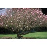 Magnolia liliiflora NIGRA