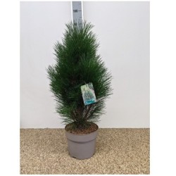Juodoji pušis - Pinus nigra GREEN TOWER