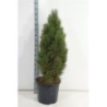 copy of Juodoji pušis - Pinus nigra Green Tower C12 60-80