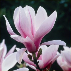 Sulanžo magnolija - MAGNOLIA SOULANGIANA