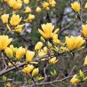 Puošnioji magnolija - Magnolia denudata YELLOW RIVER