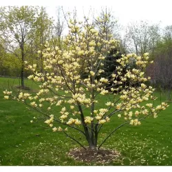 Puošnioji magnolija - Magnolia denudata YELLOW RIVER