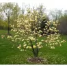 Puošnioji magnolija - Magnolia denudata YELLOW RIVER