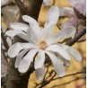 Magnolia stellata WATERLILY