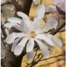Žvaigždinė magnolija - Magnolia stellata WATERLILY