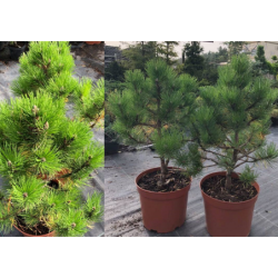 copy of Juodoji pušis - Pinus nigra Hornibrookiana P29C10R 60CM (gyva foto 2020-10-06)