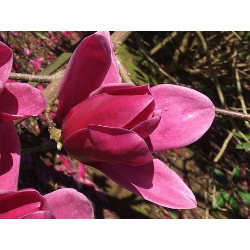 Magnolija - Magnolia Shirazz