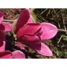 Magnolija - Magnolia SHIRAZZ