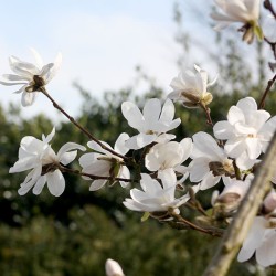 Magnolija - Magnolia KOBUS