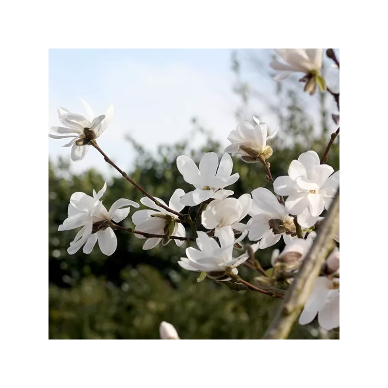 Medžiai ir krūmai internetu su pristatymu į namus visoje Lietuvoje