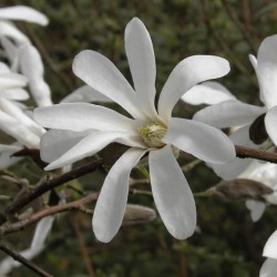 Magnolija - Magnolia KOBUS