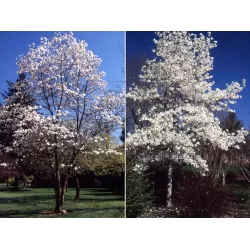 Medžiai ir krūmai internetu su pristatymu į namus visoje Lietuvoje