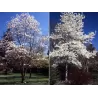 Magnolija - Magnolia KOBUS