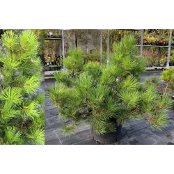 Pinus nigra NANA