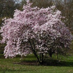 Plačiažiedė (Liobnerio) magnolija - Magnolia loebneri Leonard Messel P12x12x19/C2 50-80CM