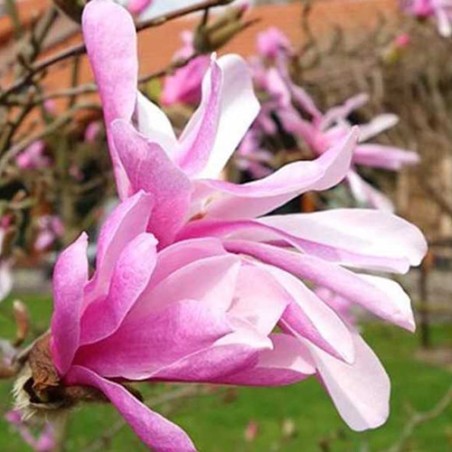 Plačiažiedė (Liobnerio) magnolija - Magnolia loebneri Leonard Messel P12x12x19/C2 50-80CM