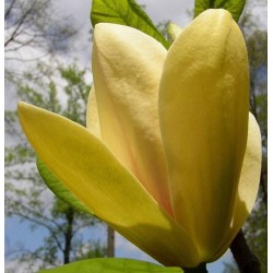 Magnolija - Magnolia SUNSATION