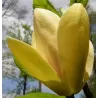 Magnolija - Magnolia SUNSATION