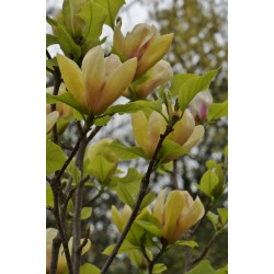 Magnolia SUNSATION