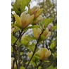 Magnolia SUNSATION