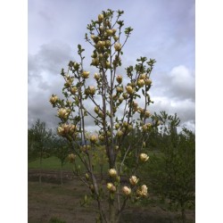 Magnolija - Magnolia SUNSATION