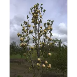 Magnolija - Magnolia SUNSATION