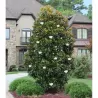 Stambiažiedė magnolija - Magnolia grandiflora FRANCOIS TREYVE
