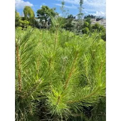 Juodoji pušis - Pinus nigra nigra