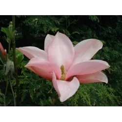 Magnolija - Magnolia BLUSHING BELLE