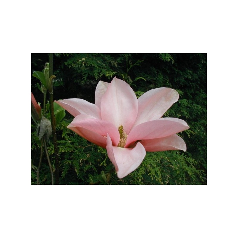 Magnolija - Magnolia Blushing Belle C7.5 60+