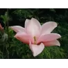 Magnolija - Magnolia BLUSHING BELLE