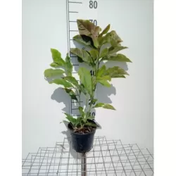 Magnolija - Magnolia BLUSHING BELLE