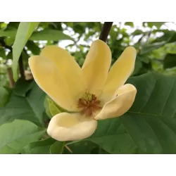 Magnolija- Magnolia DAPHNE
