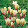 Magnolija - Magnolia SUNRISE