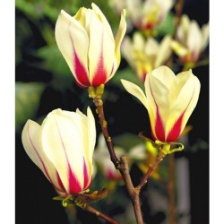 Magnolija - Magnolia Sunrise C10 60-80 su žiedpumpuriais