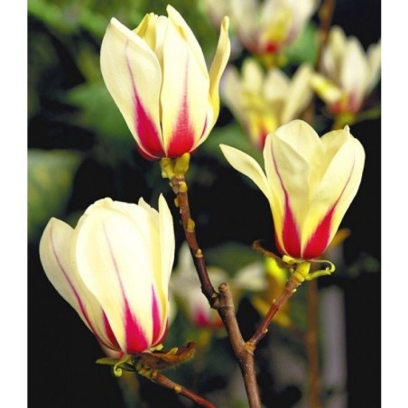 Magnolija - Magnolia SUNRISE
