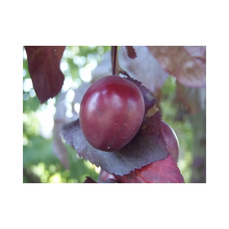 Plum - Prunus cerasifera NIGRA