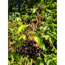 Elderberry - Sambucus nigra
 Container-1+0 20+CM Height-80-100CM Packed-x5