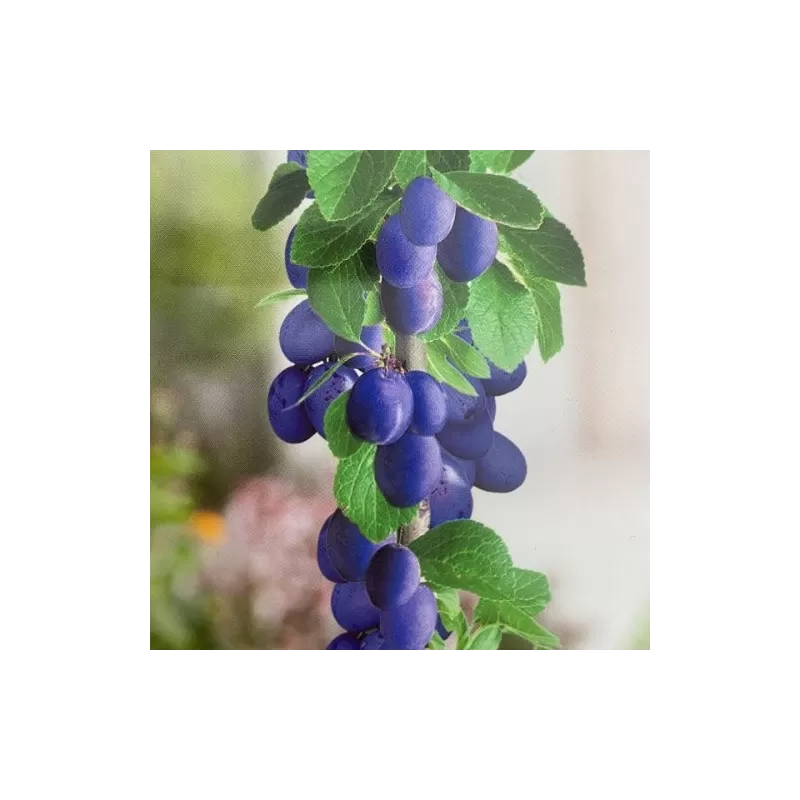 Plum - Prunus domestica FRUCA