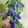 Plum - Prunus domestica FRUCA