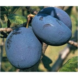 Naminė slyva - Prunus domestica BLUEFRE