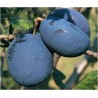 Plum - Prunus domestica  BLUEFRE