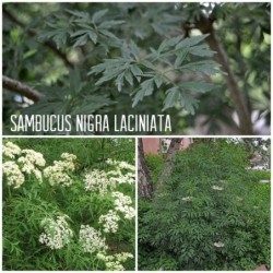 Juoduogis šeivamedis - Sambucus nigra LACINIATA
